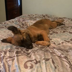 Meet your Posher, Dominae